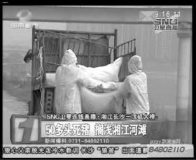 相关部门组织附近居民清理死猪。据现场工作人员称，这样的货车清了好几车。