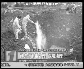 工作人员将死猪在附近深埋处理，抛撒大量消毒粉。视频截图