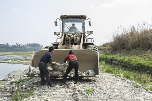 四川彭山河道内现千只死鸭 经检测水质未受污染