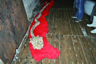 出海打鱼一网捞出根“龙骨” 出海打鱼一网捞出根“龙骨”