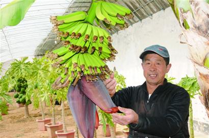 北方安家南方水果乐不思蜀 北方安家南方水果乐不思蜀