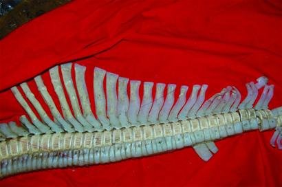 “龙骨”的秘密还没揭开 “龙骨”的秘密还没揭开