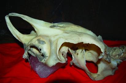 “龙骨”的秘密还没揭开 “龙骨”的秘密还没揭开