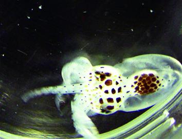 “八带妈妈”舍己产子 “八带妈妈”舍己产子