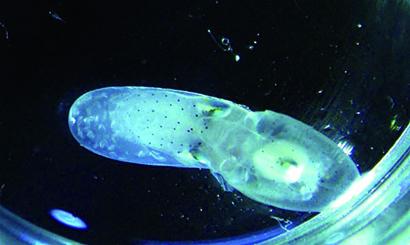 “八带妈妈”舍己产子 “八带妈妈”舍己产子