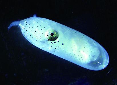 “八带妈妈”舍己产子 “八带妈妈”舍己产子