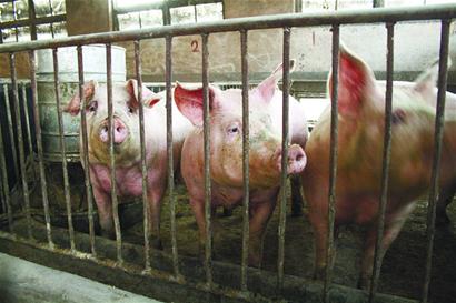 猪肉暴跌养殖户“肉疼”“三年怪圈”何时破解？