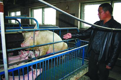 猪肉暴跌养殖户“肉疼”“三年怪圈”何时破解？