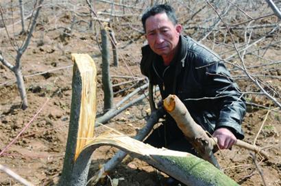 300多棵柿子树一夜遭“腰斩”