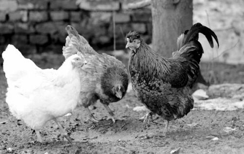 母鸡下蛋8年变公鸡