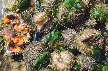 鲍鱼养殖池内海胆成灾