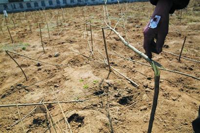 砍树又伤人 悬赏万元寻贼