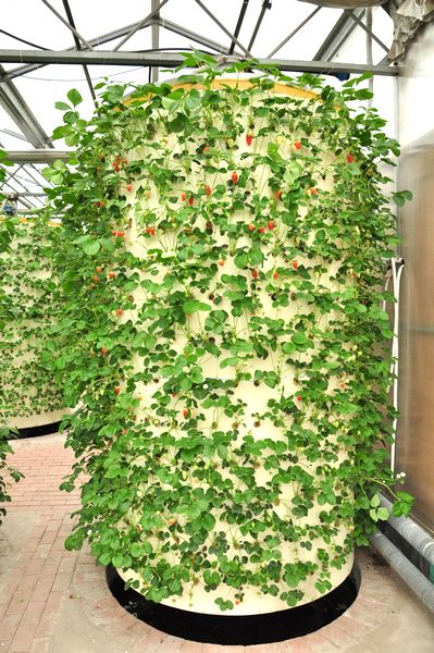 夏庄有机草莓上市 每斤50元颗颗丰满欲滴 夏庄有机草莓上市 每斤50元颗颗丰满欲滴