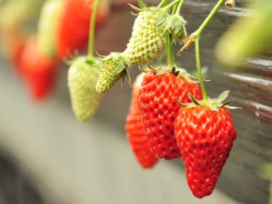 夏庄有机草莓上市 每斤50元颗颗丰满欲滴