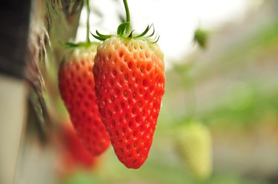 夏庄有机草莓上市 每斤50元颗颗丰满欲滴