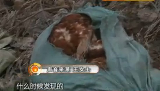 即墨水塘惊现百余死鸡 腐烂臭气飘千里