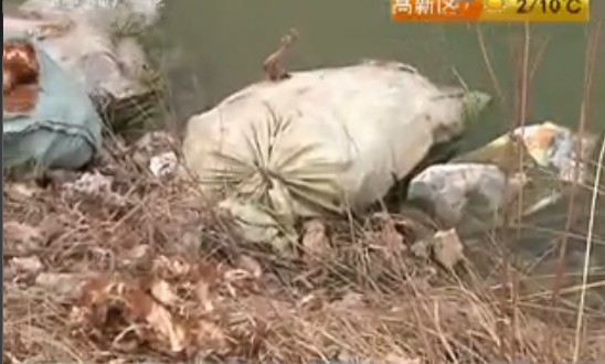 即墨水塘惊现百余死鸡 腐烂臭气飘千里