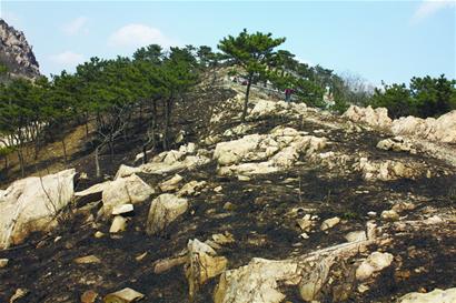 浮山昨起大火过火上千平 种树娘子军变消防员