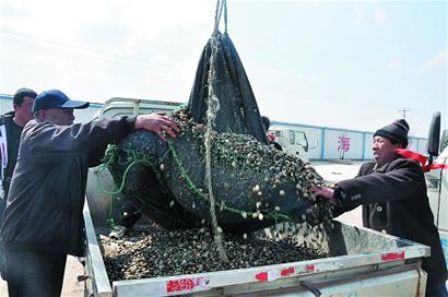 岸边“争抢”头茬蛤蜊