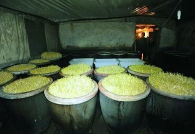 豆芽黑作坊遍布霉斑味刺鼻 尿素催生可致癌