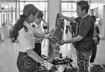 在一旅客行李中查获的70余张鳄鱼皮。