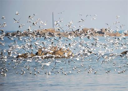 数以万计海鸥飞别栈桥 追鱼东迁麦岛
