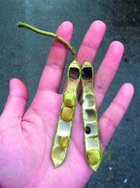 模样像地瓜吃着像脆梨 南方地瓜叶种有毒