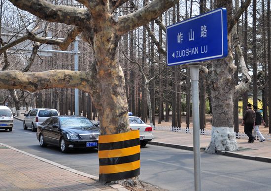 古树长在马路中间 探访青岛最危险的路