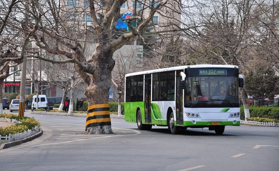 古树长在马路中间 探访青岛最危险的路