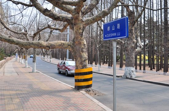 古树长在马路中间 探访青岛最危险的路