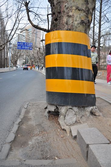 古树长在马路中间 探访青岛最危险的路