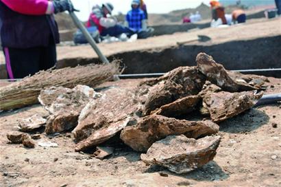 周代青岛人生活曝光:爱吃墨鱼 海蛎子27公分长