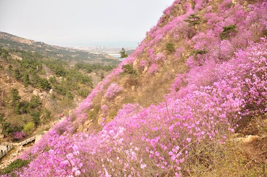 大珠山野生杜鹃绽放 秀谷花海美轮美奂
