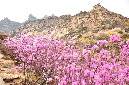 大珠山野生杜鹃绽放 秀谷花海美轮美奂