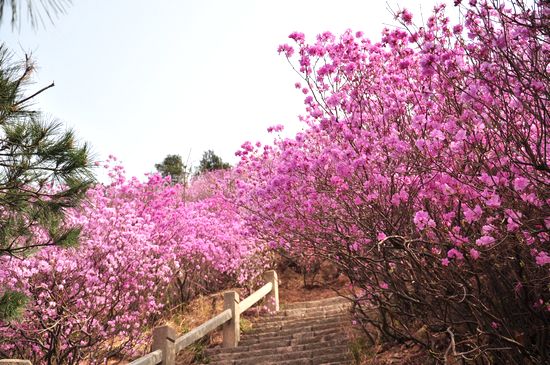大珠山野生杜鹃绽放 秀谷花海美轮美奂