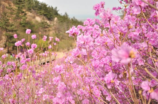 大珠山野生杜鹃绽放 秀谷花海美轮美奂