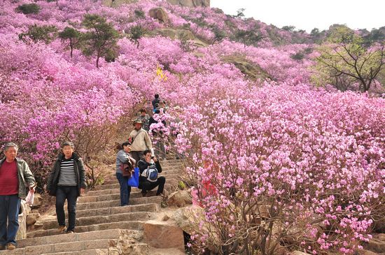 大珠山野生杜鹃绽放 秀谷花海美轮美奂