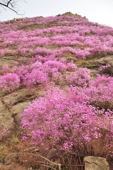 大珠山野生杜鹃绽放 秀谷花海美轮美奂 大珠山野生杜鹃绽放 秀谷花海美轮美奂