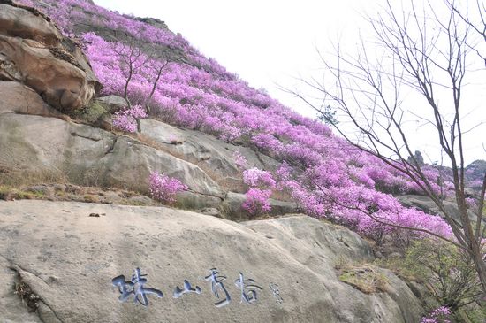 大珠山野生杜鹃绽放 秀谷花海美轮美奂 大珠山野生杜鹃绽放 秀谷花海美轮美奂