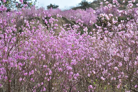 大珠山野生杜鹃绽放 秀谷花海美轮美奂 大珠山野生杜鹃绽放 秀谷花海美轮美奂