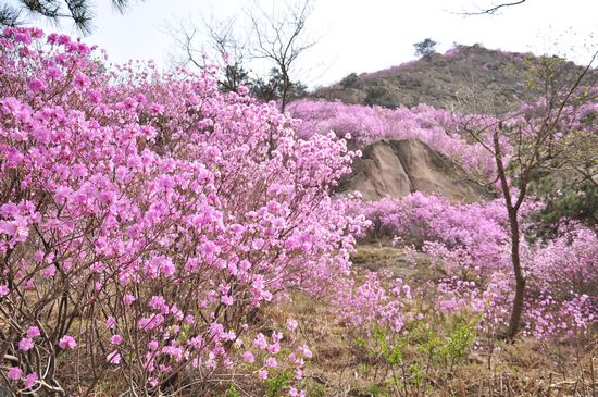 大珠山野生杜鹃绽放 秀谷花海美轮美奂 大珠山野生杜鹃绽放 秀谷花海美轮美奂