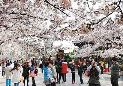 樱花枝头俏 本周最好看 樱花枝头俏 本周最好看