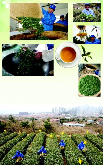 青岛首锅崂山春茶开炒 10天后市民可享口福(图)