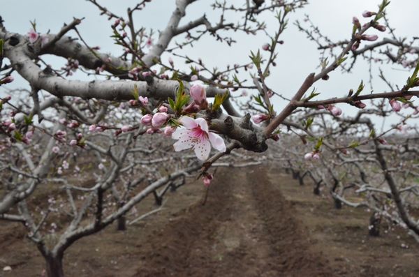 胶北赏花会开幕 市民赏花摘草莓享受天然
