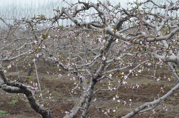 胶北赏花会开幕 市民赏花摘草莓享受天然