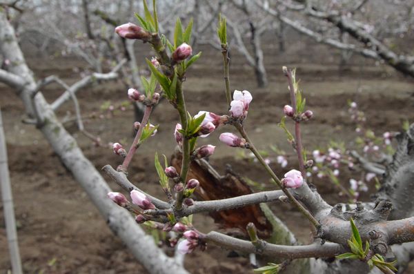胶北赏花会开幕 市民赏花摘草莓享受天然