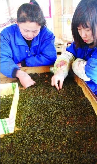 龙井茶进青卖天价 原产地1千/斤青岛近7千 龙井茶进青卖天价 原产地1千/斤青岛近7千