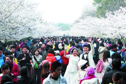 赏樱看球13万人涌到前海 赏樱看球13万人涌到前海