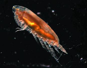 南极科考15名青岛籍专家返青 创造历史