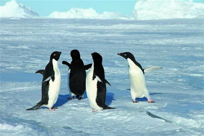 南极科考15名青岛籍专家返青 创造历史